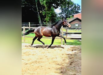 Koń oldenburski, Ogier, 2 lat, 172 cm, Ciemnogniada