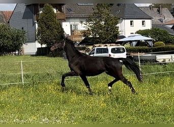 Koń oldenburski, Ogier, 2 lat, 172 cm, Skarogniada
