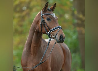 Koń oldenburski, Ogier, 2 lat, Gniada