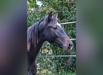 Koń oldenburski, Ogier, 2 lat, Gniada