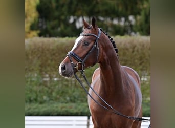 Koń oldenburski, Ogier, 2 lat, Gniada