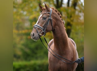 Koń oldenburski, Ogier, 2 lat, Kasztanowata