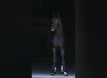Koń oldenburski, Ogier, 2 lat