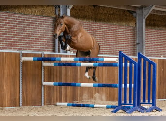 Koń oldenburski, Ogier, 3 lat, 160 cm, Gniada