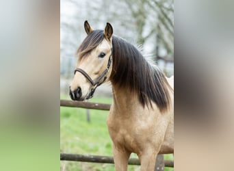 Koń oldenburski, Ogier, 3 lat, 160 cm, Jelenia