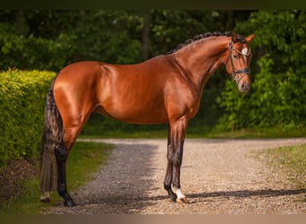 Koń oldenburski, Ogier, 3 lat, 163 cm, Gniada