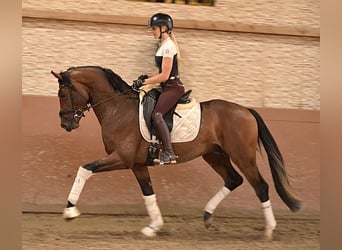 Koń oldenburski, Ogier, 3 lat, 163 cm, Gniada