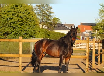 Koń oldenburski, Ogier, 3 lat, 164 cm, Ciemnogniada