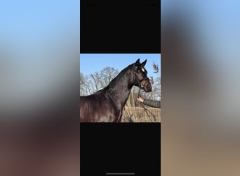 Koń oldenburski, Ogier, 3 lat, 165 cm, Ciemnogniada