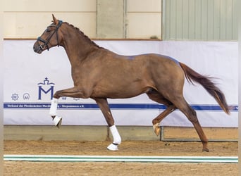 Koń oldenburski, Ogier, 3 lat, 165 cm, Ciemnokasztanowata