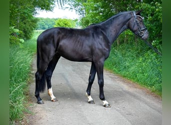 Koń oldenburski, Ogier, 3 lat, 165 cm, Kara