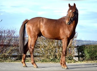 Koń oldenburski, Ogier, 3 lat, 165 cm, Kasztanowata