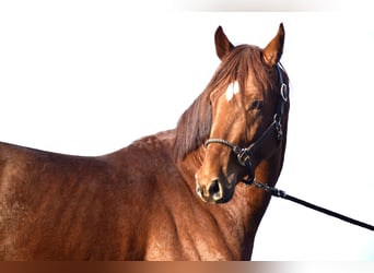 Koń oldenburski, Ogier, 3 lat, 165 cm, Kasztanowata