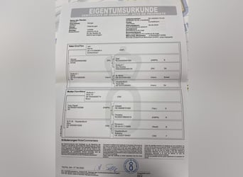 Koń oldenburski, Ogier, 3 lat, 167 cm, Ciemnogniada