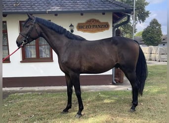Koń oldenburski, Ogier, 3 lat, 167 cm, Ciemnogniada