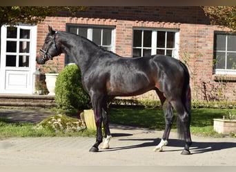 Koń oldenburski, Ogier, 3 lat, 168 cm, Ciemnogniada