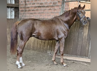 Koń oldenburski, Ogier, 3 lat, 168 cm, Ciemnokasztanowata