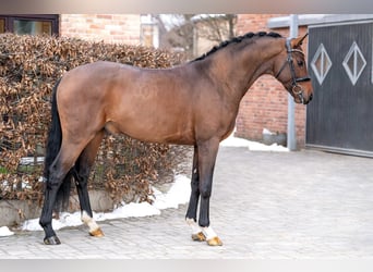 Koń oldenburski, Ogier, 3 lat, 168 cm, Gniada