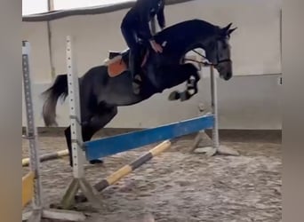 Koń oldenburski, Ogier, 3 lat, 168 cm, Karosiwa