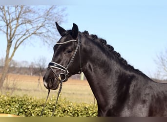 Koń oldenburski, Ogier, 3 lat, 169 cm, Kara