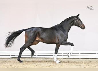 Koń oldenburski, Ogier, 3 lat, 170 cm, Gniada