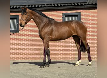 Koń oldenburski, Ogier, 3 lat, 170 cm, Gniada