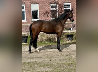 Koń oldenburski, Ogier, 3 lat, 170 cm, Gniada