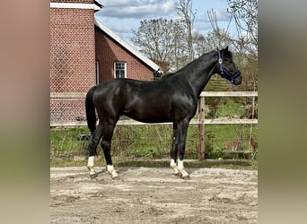 Koń oldenburski, Ogier, 3 lat, 170 cm, Kara