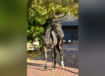 Koń oldenburski, Ogier, 3 lat, 170 cm, Kara