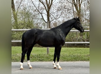 Koń oldenburski, Ogier, 3 lat, 170 cm, Kara