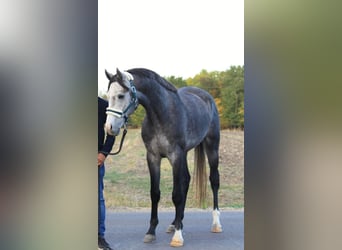 Koń oldenburski, Ogier, 3 lat, 170 cm, Siwa