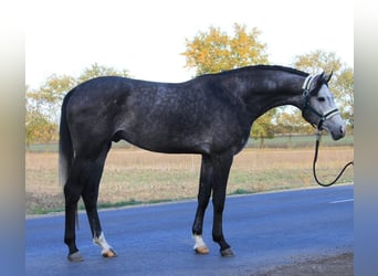 Koń oldenburski, Ogier, 3 lat, 170 cm, Siwa