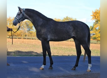 Koń oldenburski, Ogier, 3 lat, 170 cm, Siwa