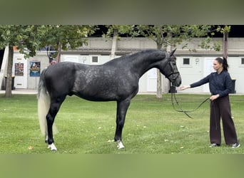 Koń oldenburski, Ogier, 3 lat, 170 cm, Stalowosiwy