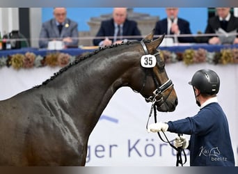 Koń oldenburski, Ogier, 3 lat, 171 cm
