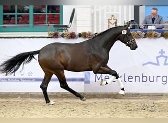 Koń oldenburski, Ogier, 3 lat, 171 cm, Skarogniada