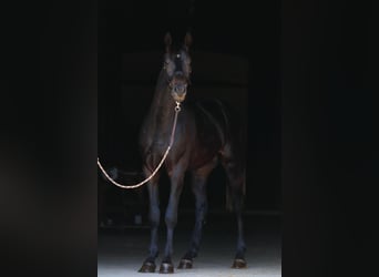 Koń oldenburski, Ogier, 3 lat