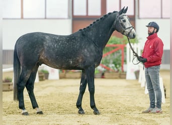 Koń oldenburski, Ogier, 3 lat, Siwa