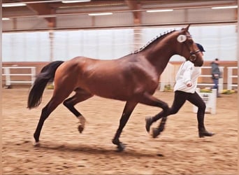 Koń oldenburski, Ogier, 4 lat, 160 cm, Gniada