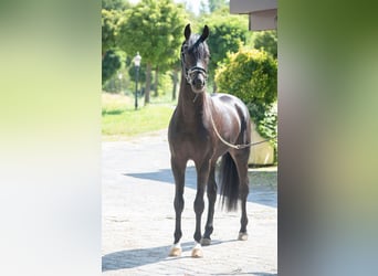 Koń oldenburski, Ogier, 4 lat, 165 cm, Ciemnogniada