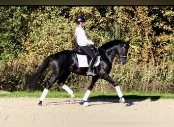 Koń oldenburski, Ogier, 4 lat, 165 cm, Kara