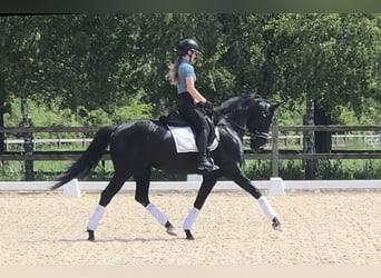 Koń oldenburski, Ogier, 4 lat, 166 cm, Kara