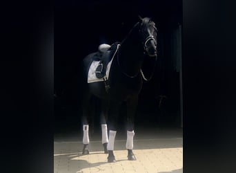 Koń oldenburski, Ogier, 4 lat, 166 cm, Kara