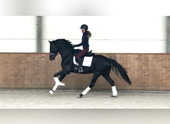 Koń oldenburski, Ogier, 4 lat, 166 cm, Kara