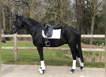 Koń oldenburski, Ogier, 4 lat, 166 cm, Kara