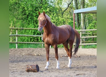 Koń oldenburski, Ogier, 4 lat, 167 cm, Ciemnokasztanowata