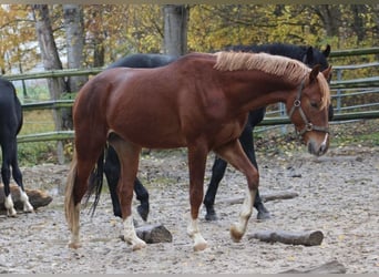 Koń oldenburski, Ogier, 4 lat, 167 cm, Kasztanowata