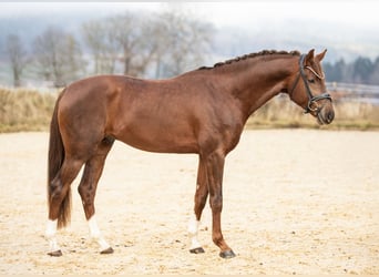 Koń oldenburski, Ogier, 4 lat, 168 cm, Ciemnokasztanowata