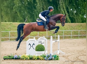 Koń oldenburski, Ogier, 4 lat, 168 cm, Gniada