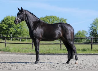 Koń oldenburski, Ogier, 4 lat, 168 cm, Skarogniada